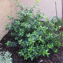pink-escallonia-escallonia-fradesii