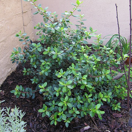 Pink Escallonia - Escallonia  fradesii