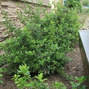 pink-escallonia-escallonia-fradesii