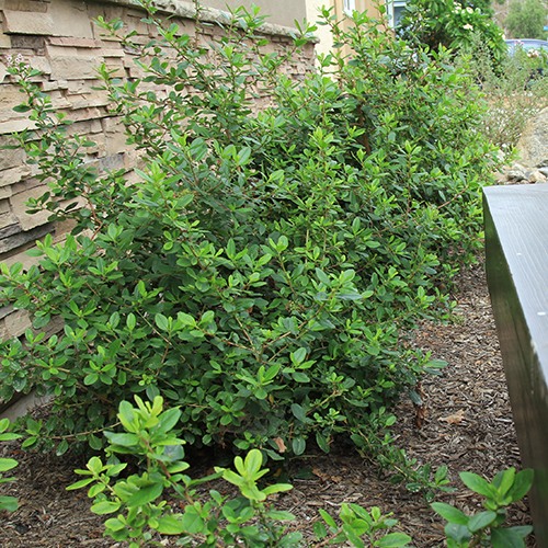 Pink Escallonia - Escallonia  fradesii