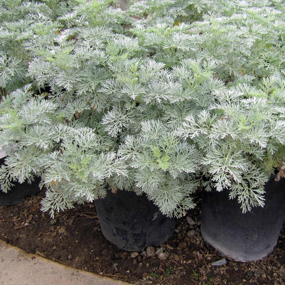 wormwood-artemesia-powis-castle