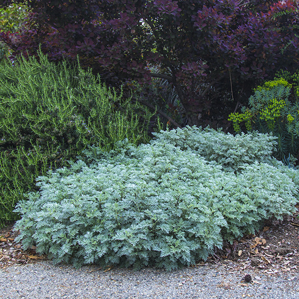 wormwood-artemesia-powis-castle