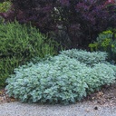 wormwood-artemesia-powis-castle