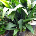 cast-iron-plant-aspidistra-elatior