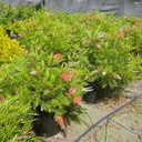 grevillea-grevillea-supurb