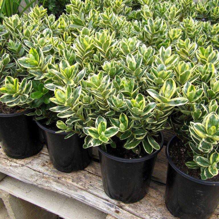variegated-hebe-hebe-variegata