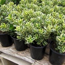 variegated-hebe-hebe-variegata