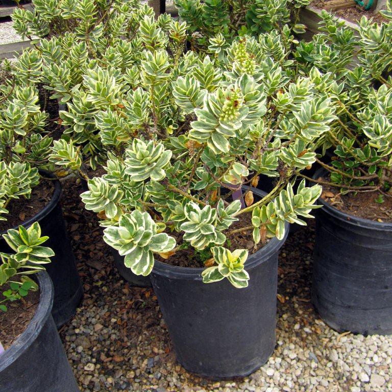 variegated-hebe-hebe-variegata