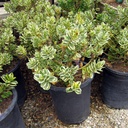 variegated-hebe-hebe-variegata