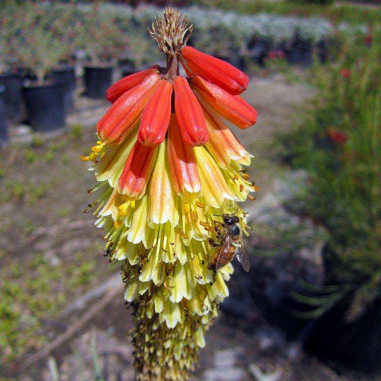 Torch Lily (Red Hot Poker) - Kniphofia uvaria
