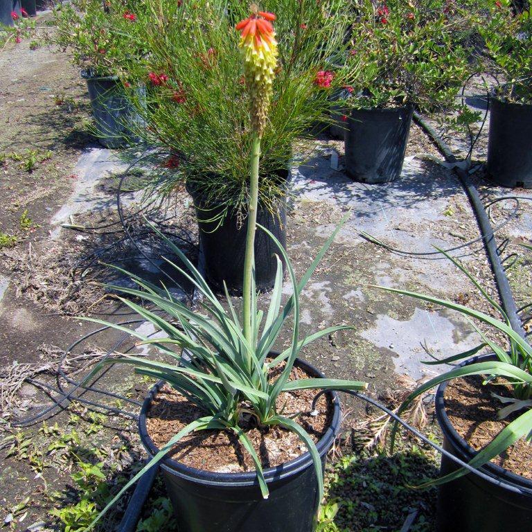 Torch Lily (Red Hot Poker) - Kniphofia uvaria