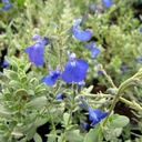 germander-sage-salvia-chamaedryoides