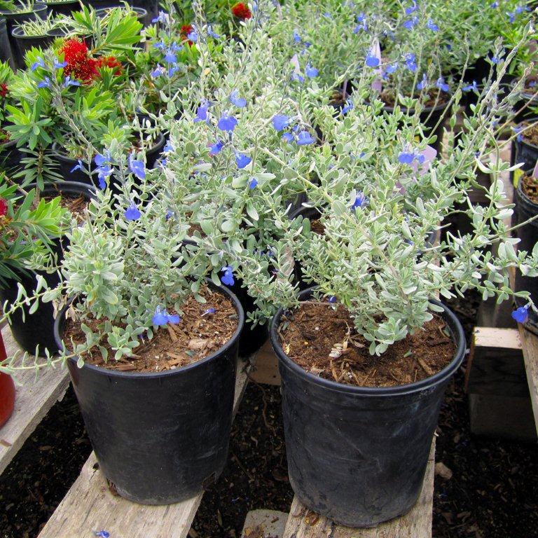 germander-sage-salvia-chamaedryoides