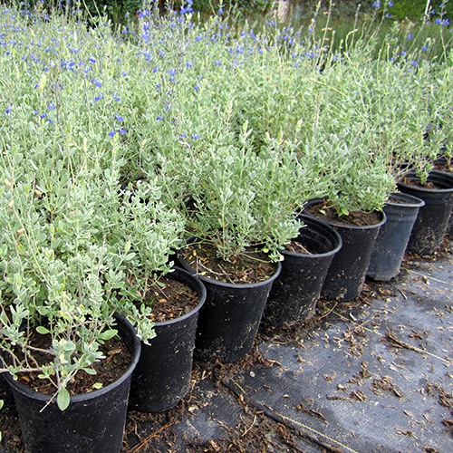 germander-sage-salvia-chamaedryoides