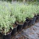 germander-sage-salvia-chamaedryoides
