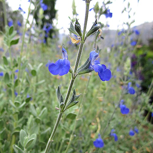 germander-sage-salvia-chamaedryoides