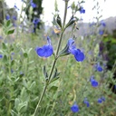 germander-sage-salvia-chamaedryoides
