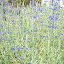 germander-sage-salvia-chamaedryoides