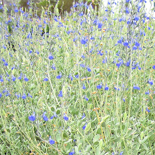 Germander Sage - Salvia chamaedryoides