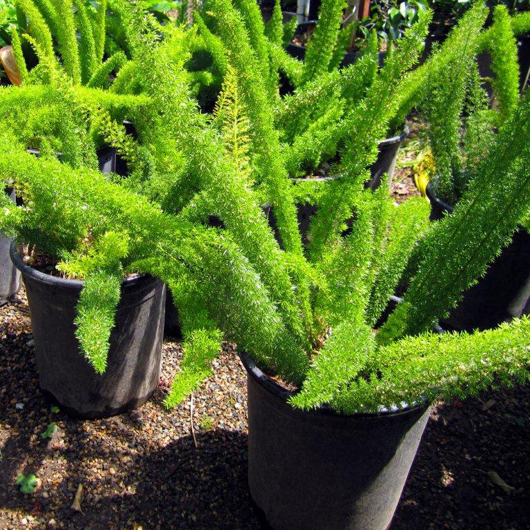 Myers Fern (Fox Tail Fern) - Asparagus densiflorus 'Myers'