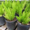 myers-fern-fox-tail-fern-asparagus-densiflorus-myers