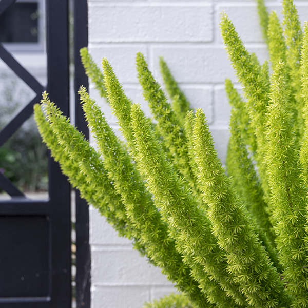 myers-fern-fox-tail-fern-asparagus-densiflorus-myers