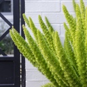 myers-fern-fox-tail-fern-asparagus-densiflorus-myers