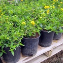 new-gold-lantana-lantana-montevidensis-new-gold