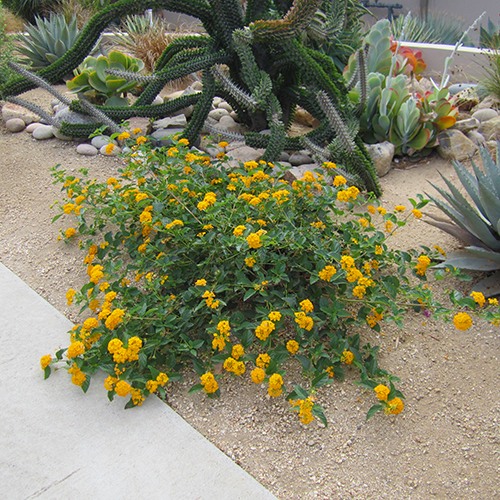new-gold-lantana-lantana-montevidensis-new-gold