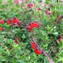 autumn-sage-red-salvia-gregii