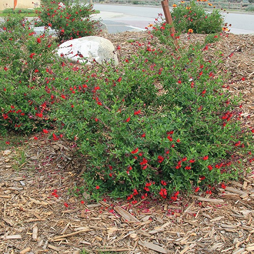 Autumn Sage - Red - Salvia gregii 'Furman's Red'