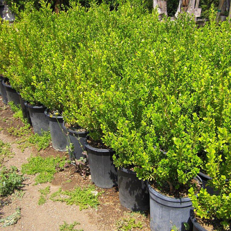 Japanese Boxwood - Buxus icrophylla var. japonica