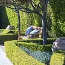 japanese-boxwood-buxus-microphylla-japonica