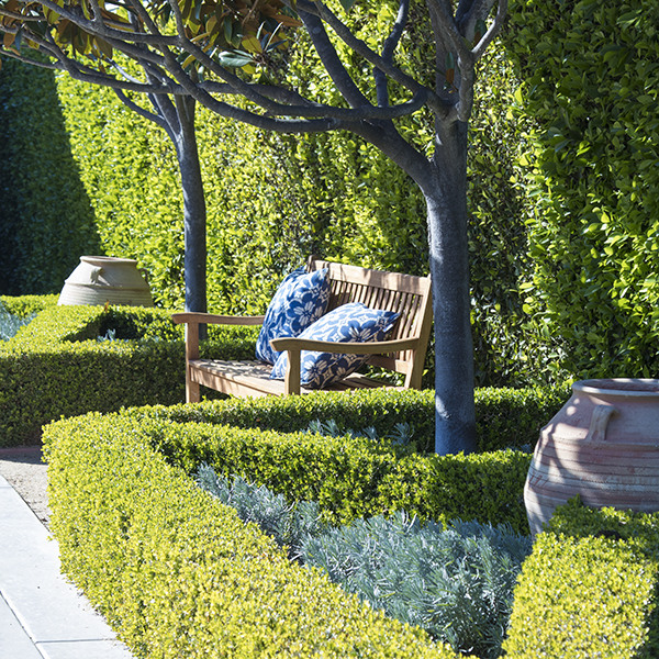 Japanese Boxwood - Buxus icrophylla var. japonica