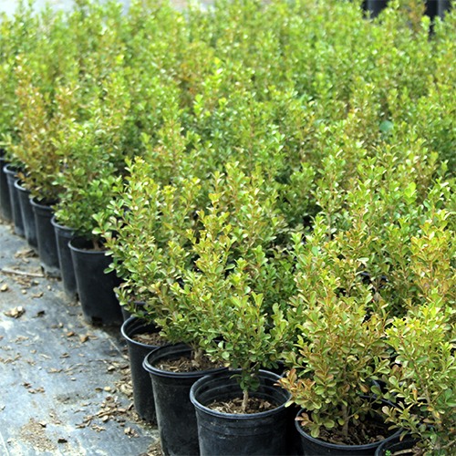 japanese-boxwood-buxus-microphylla-japonica
