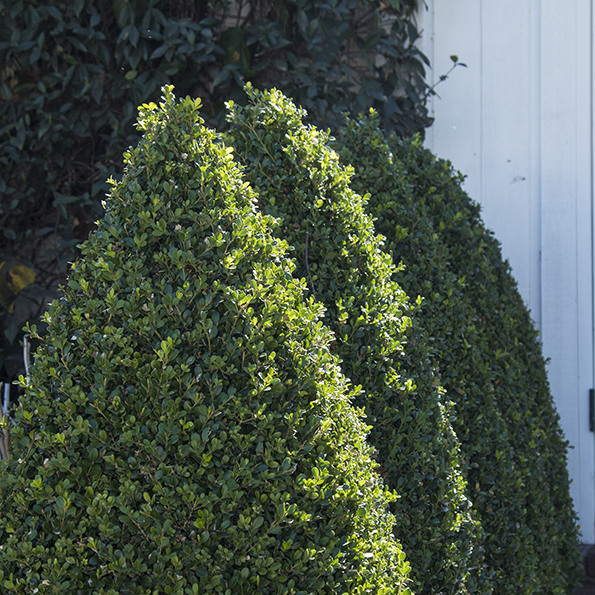 Japanese Boxwood - Buxus icrophylla var. japonica