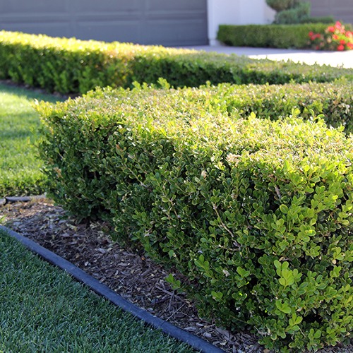 Japanese Boxwood - Buxus icrophylla var. japonica