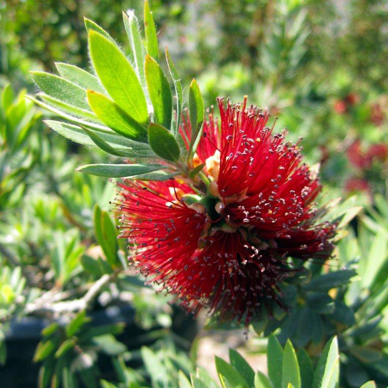 Little John Bottlebrush - Callistemon citrinus 'Little John'