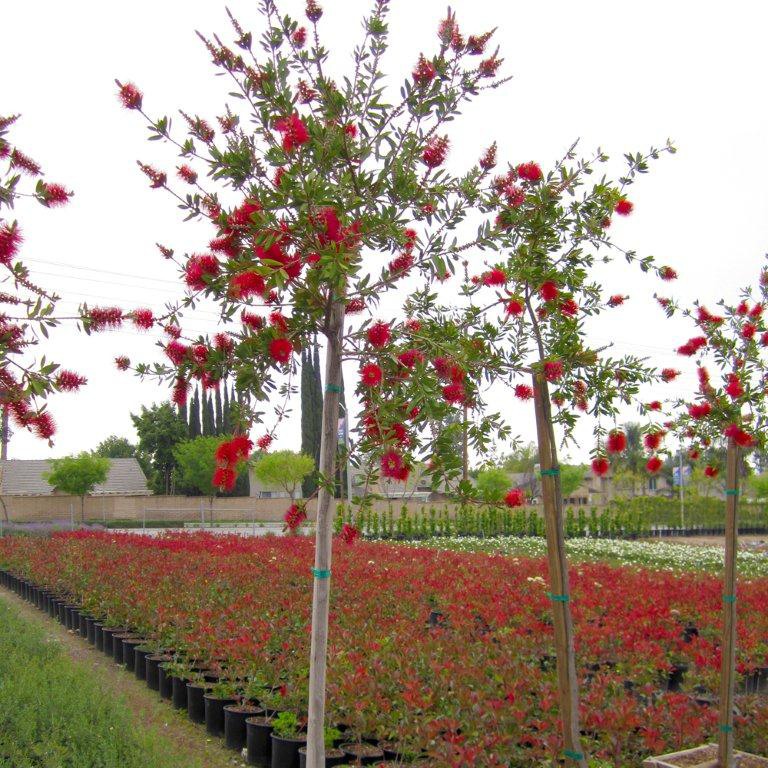 Little John Bottlebrush - Callistemon citrinus 'Little John'