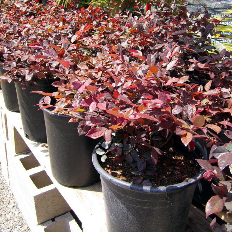 red-chinese-fringe-flower-loropetalum-chinense-rubrum-burgundy