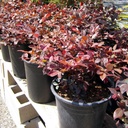red-chinese-fringe-flower-loropetalum-chinense-rubrum-burgundy