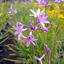 society-garlic-tulbaghia-violacea