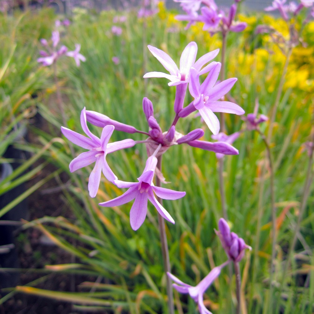 Society Garlic - Tulbaghia violacea