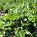 pt-reyes-ceanothus-ceanothus-gloriosus-anchor-bay