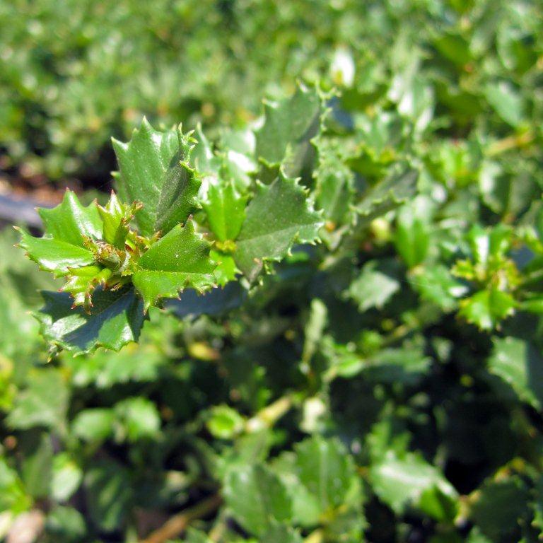 Pt. Reyes Ceanothus - Ceanothus gloriosus 'Anchor Bay'
