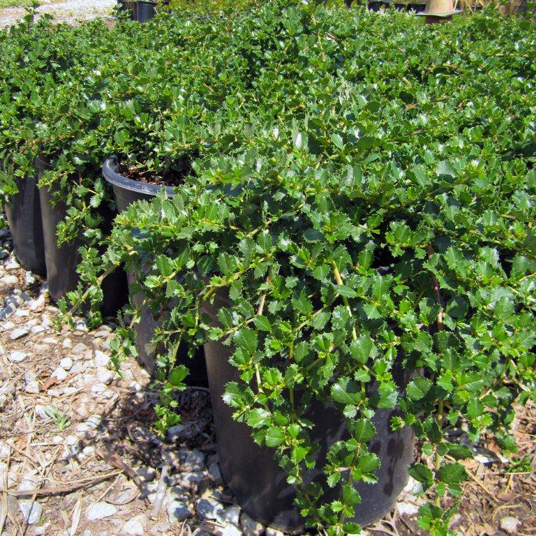 Pt. Reyes Ceanothus - Ceanothus gloriosus 'Anchor Bay'
