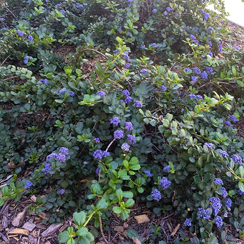 pt-reyes-ceanothus-ceanothus-gloriosus-anchor-bay