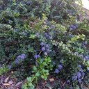 pt-reyes-ceanothus-ceanothus-gloriosus-anchor-bay