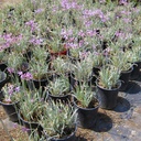 variegated-society-garlic-tulbaghia-violacea-silver-lace