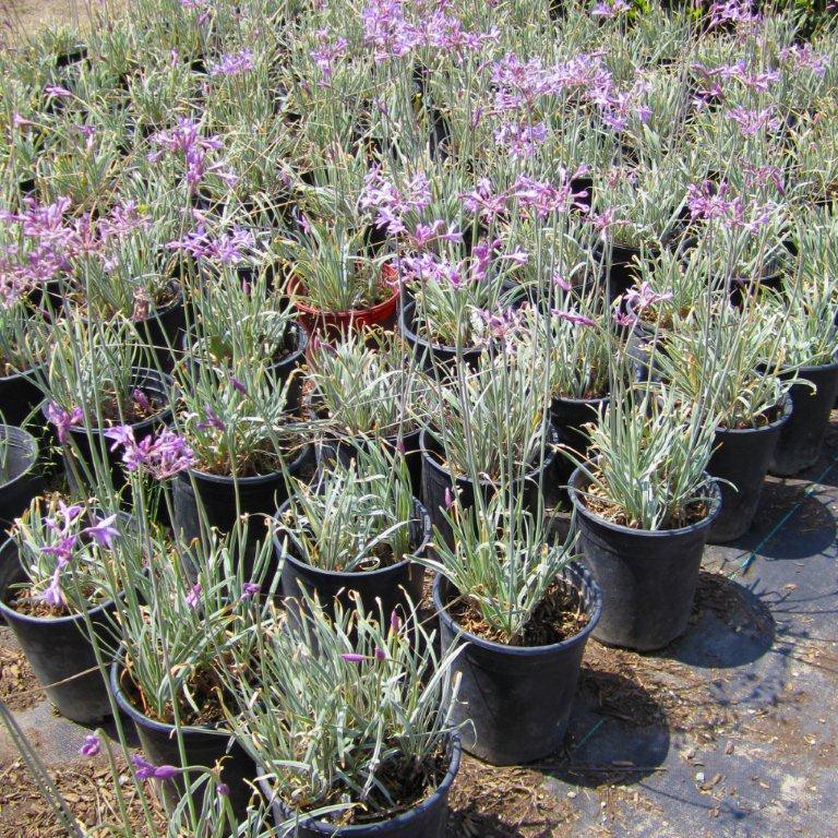 Variegated Society Garlic - Tulbaghia violacea 'Silver Lace'